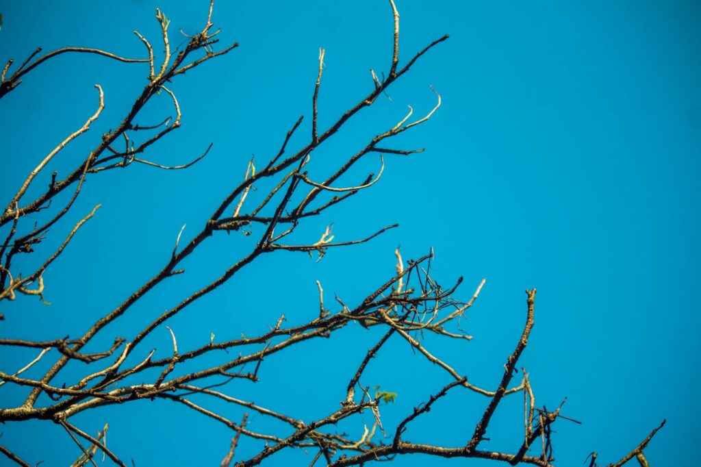 política nacional: Bolsonaro passa por cirurgia de hérnia inguinal esta quinta-feira: procedimento e tratamento.