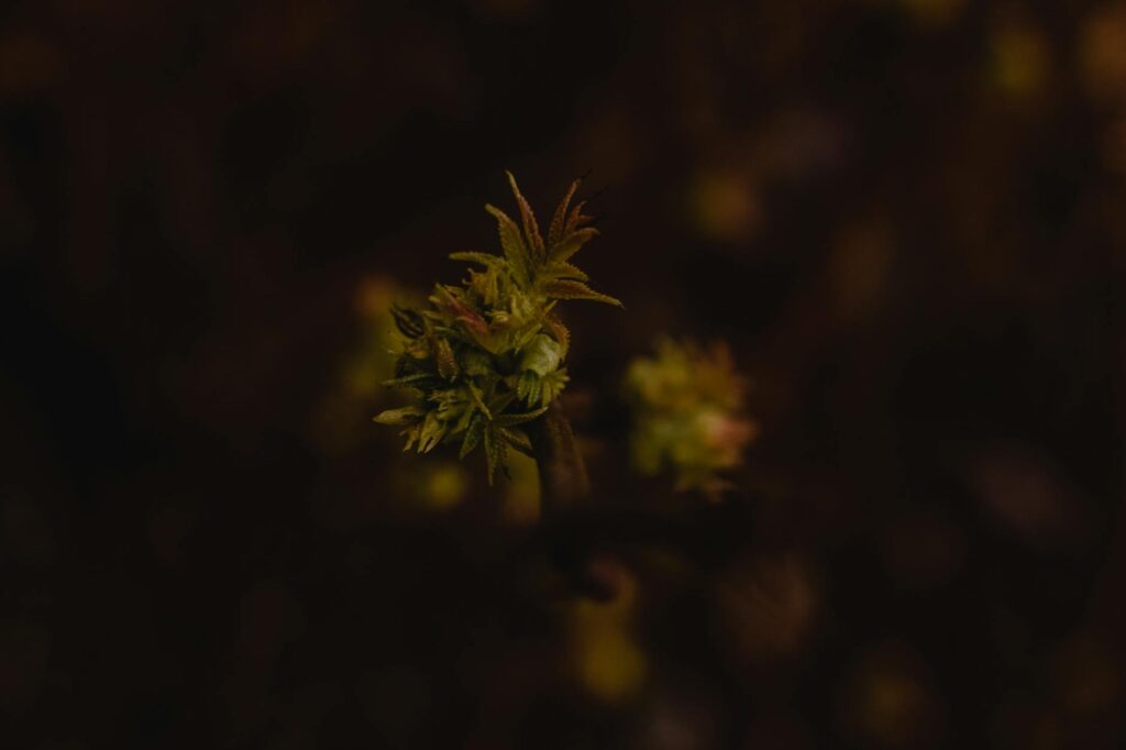 política nacional: Marina: Aliada acusa violência institucional em grupo rival na Rede.