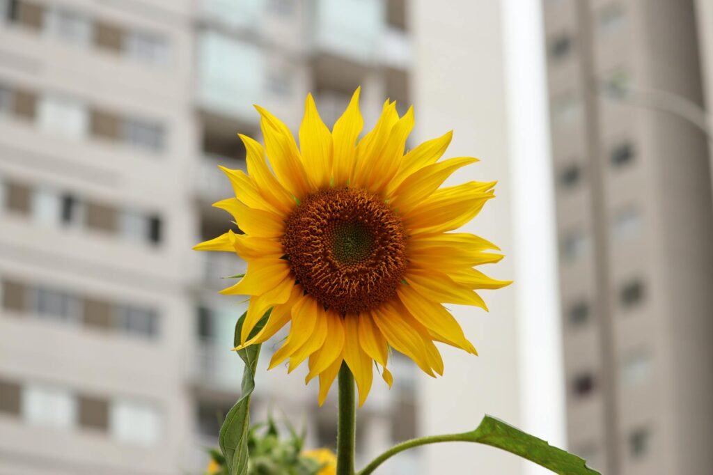transporte & mobilidade: CPTM: Linha 11-coral terá velocidade reduzida para obras de metrô.
