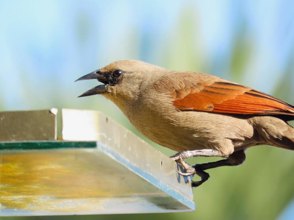 Tarcísio: Entrega rápida de duas linhas de metrô em 3 meses. transporte & mobilidade: Tarcísio: Entrega rápida de duas linhas de metrô em 3 meses.