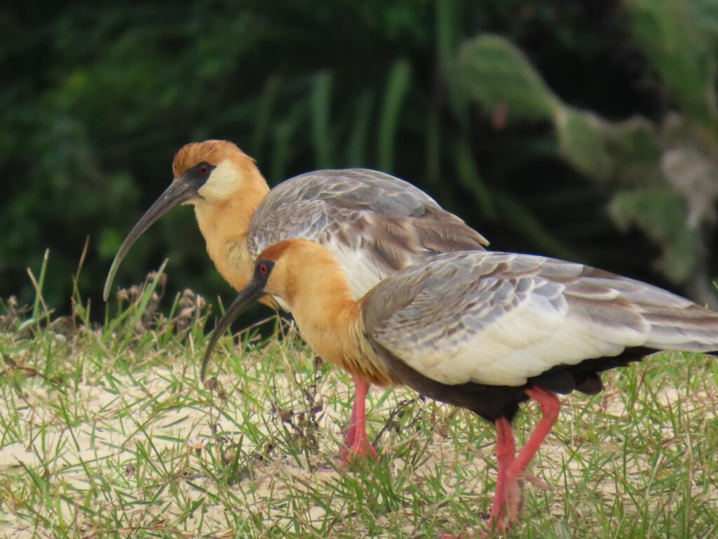 cinema & arte: Marília Mendonça: Música inédita sobre ódio do Carnaval é lançada em 15 de janeiro.