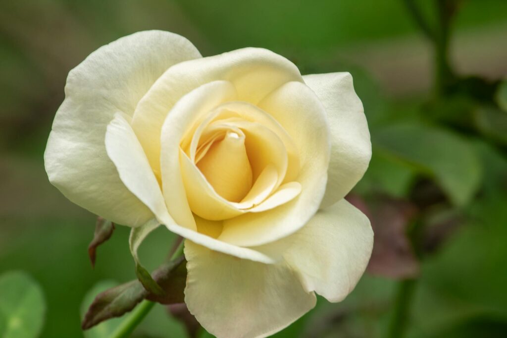 Congresso: Lula prepara ato para 8 de Janeiro, mas cúpula ausente. política nacional: Congresso: Lula prepara ato para 8 de Janeiro, mas cúpula ausente.