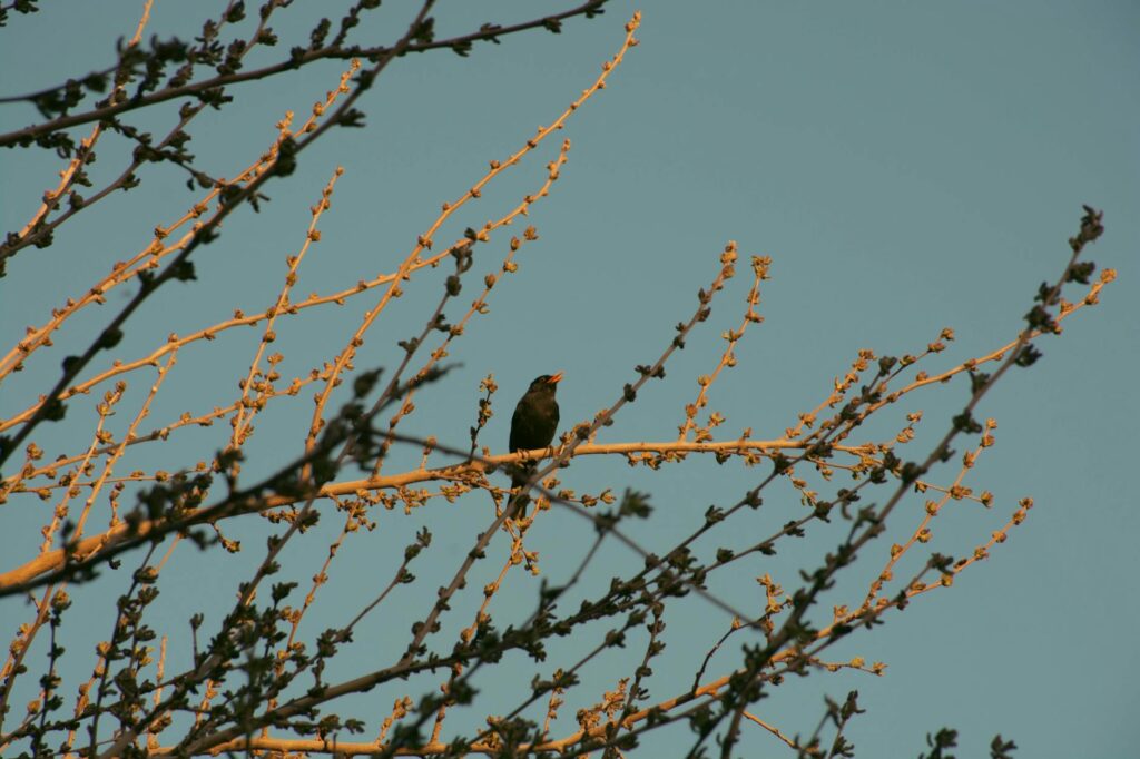 política nacional: Republicanismo: Ministro se distancia de defesa da pena de morte.